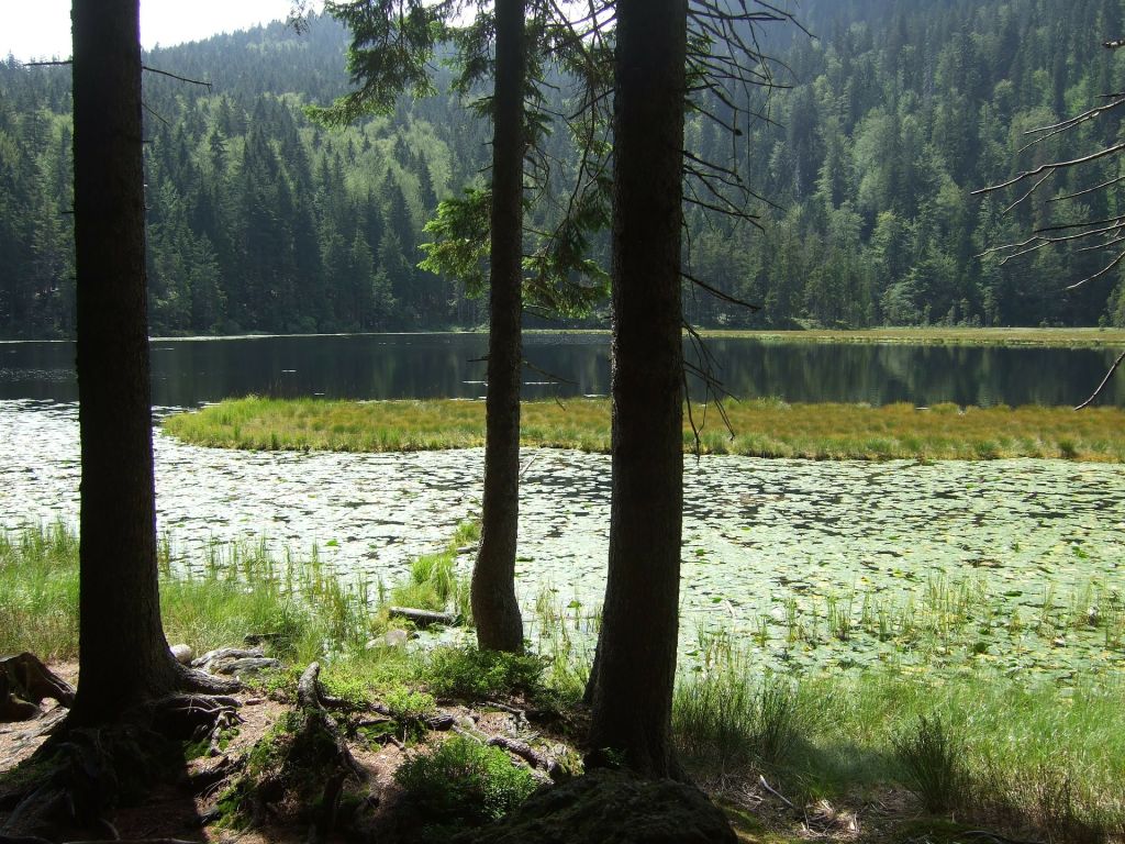 Nationaal Park Bayerischer Wald Duitsland Nationaal Park Bayerischer Wald Duitsland