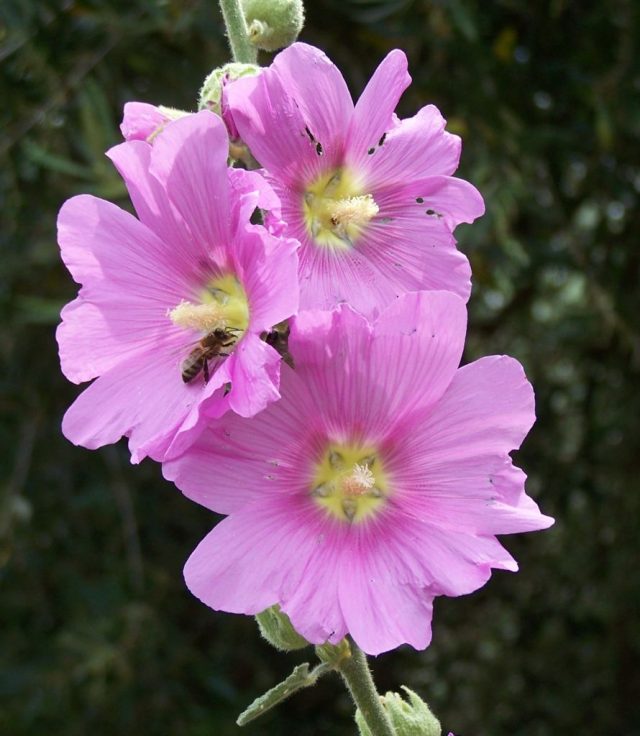 alceasetosa Ecotoerisme Europa